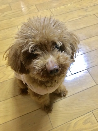 今日は土曜日、我が家のアイドル犬「モコちゃん」の話題です。